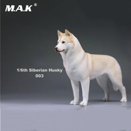 In stock 1/6 Action Figure Accessory Siberian Husky Simulation Animals Sixteenth 003 Pet Dog Model Toys for 12'' Action Figure
