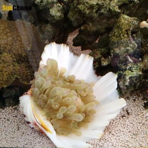 Fashion Buddhist Shellfish Natural Large Shell Conch Crafts Home Decorations Mediterranean Flowerpot Home Shells Decoration Gift