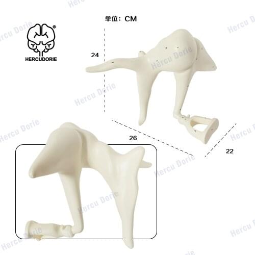 Medical anatomy inner ear ossicle internal structure model, ear model, human organ anatomy model medical research demonstration