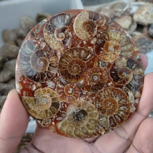 Natural ammonite fossil conch Crystal specimen healing