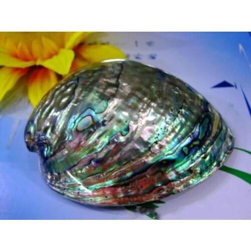 10-12cm wholesale natural shell abalone shell abalone shell blue abalone seashellsabalone shell bowl