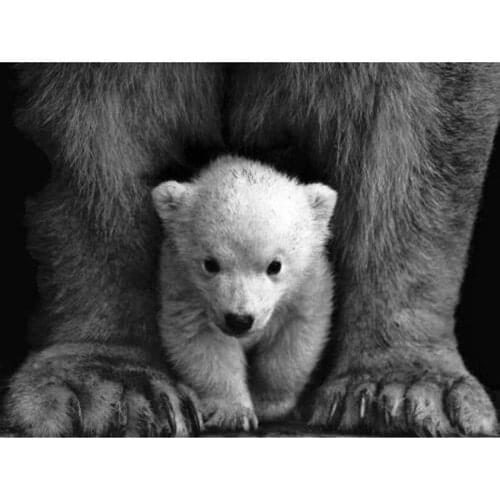 5d DIY Diamond Painting Kits Full Square Round Polar Bear Picture Embroidery Home Decor Cross Stitch Little Bear Pattern Art