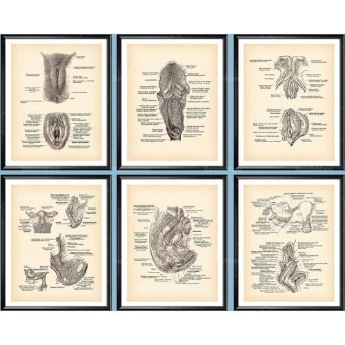 Vagina Print Female Genital Organs Vintage Anatomy Poster Reproductive System Urinary System Print Gynecology Art Gynecologist G