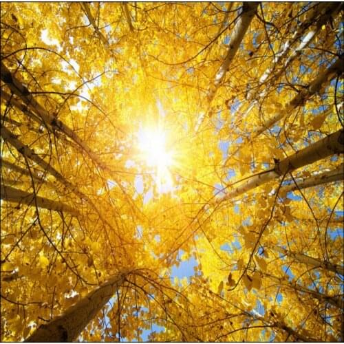 Dropship Colomac Photo Wallpaper Natural Scenery Sunlight Sparkling Ceiling Forest Wallpaper Wall Murals Bedroom Papel Parede