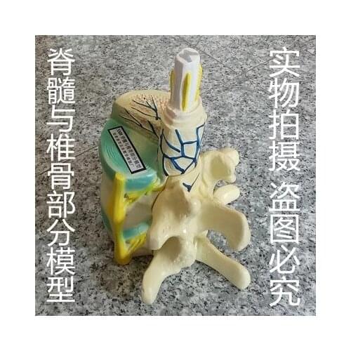 Spinal cord and vertebral part model spinal nerve high school biological laboratory equipment teaching apparatus.free shipping