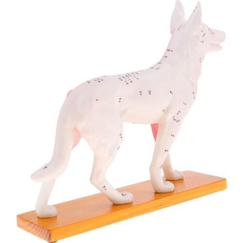 Dog Acupuncture Model Anatomical Model Professional Teaching Tool