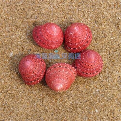 Strawberry Bell Snail 2CM Natural Conch Shell Rare Snail Shell Collection Girlfriend Gift Lovely DIY Micro-landscape Decorations