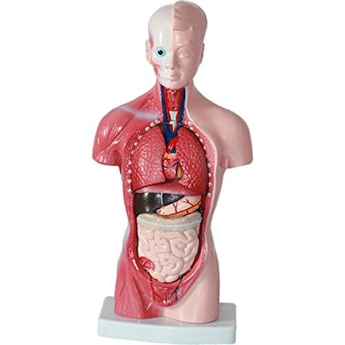 11-Inch Human Torso Body Organ Model Dual Gender Anatomy Anatomical Model for Science Study