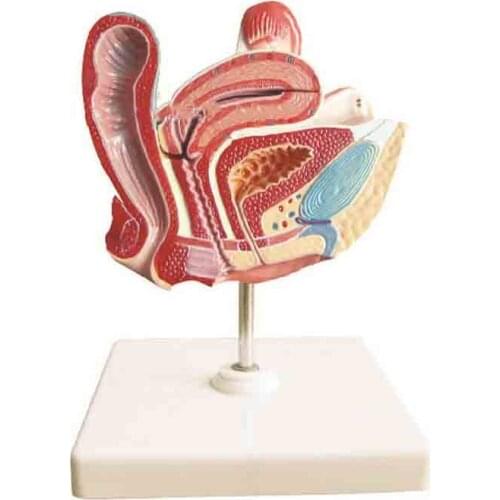 Smd0655 female bladder and z-generator model