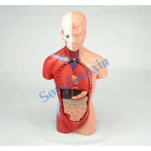 Human 26cm Torso Anatomical Model Skeleton Medical Anatomy 15 Part