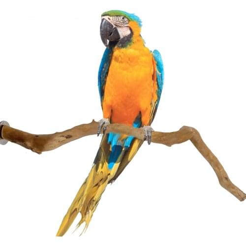 1pc 30cm Pet Parrot Bird Standing Stick Stand Grape Wood Pole Bird Perch Natural Grape Bird Cage Perch For Parrot Cage Toy
