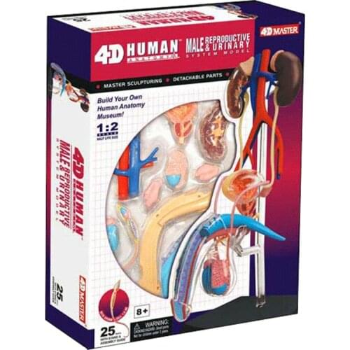 1:1 Male reproductive system anatomy 4D master puzzle assembly toys Medical models