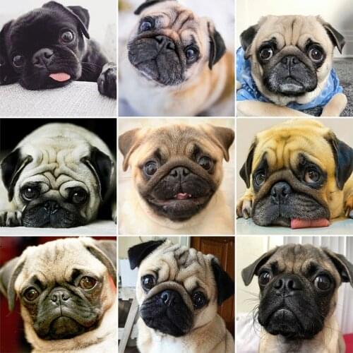 EverShine 5D Diamond Embroidery Animal Picture Of Rhinestones Diamond Painting Dog Full Square Mosaic Cross Stitch Handmade Gift