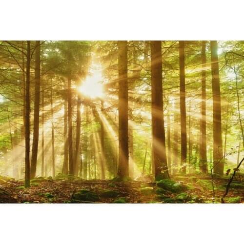 New Custom 3D Beautiful Luxury European Modern sunshine forest 3d curtain window curtain living room