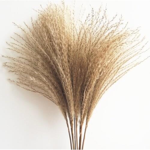 Dried pampas grass decor Wedding flowers natural dried flowers bouquets real plants Tall 19-22 ‘’ feather flowers fluffy NEW HOT