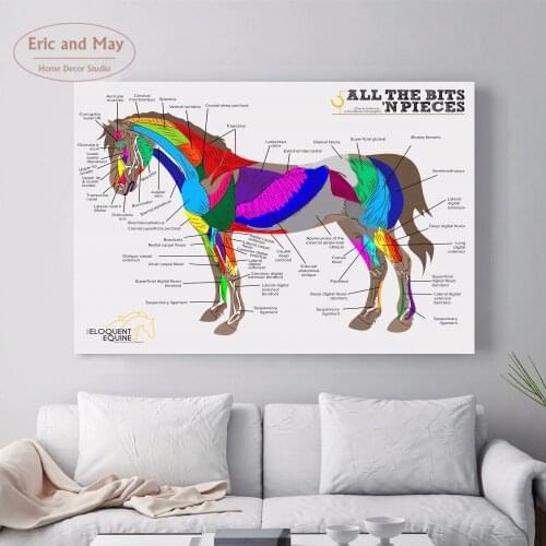 Horse Body System Chart Canvas Art Print Painting Poster Wall Pictures For Home Decorative Bedroom Decor No Frame Picture