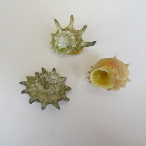 10PCS new natural conchhells fish home crab with shell fish tank landscaping home decoration