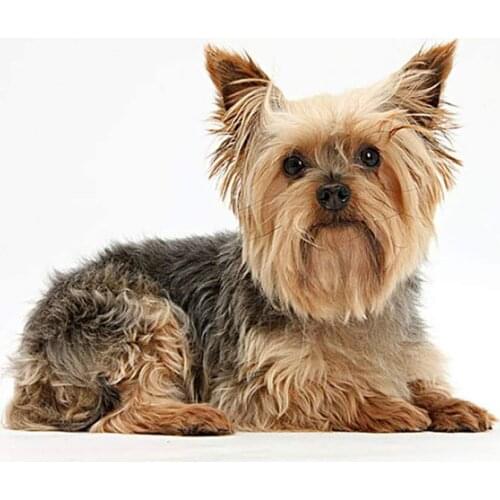 Animal Yorkshire Terrier DIY Cross Stitch Embroidery 11CT Kits Craft Needlework Set Cotton Thread Printed Dropshipping