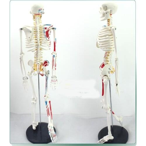 High quality 85CM human skeleton model with Spinal nerve and Muscle starting and ending point