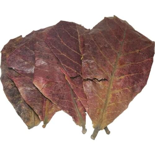 50pcs Grade A Natural Terminalia Catappa Foetida Leaves Island Almond Leaf fish Cleaning/Treatment aquarium Tank free shipping