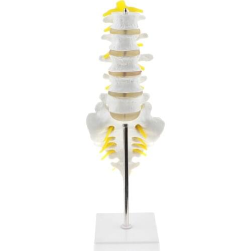 Anatomical Human Spine Model Consists of 5 Lumbar Vertebrae with Intervertebral Discs Lumbar Nerves and Spinal Cord
