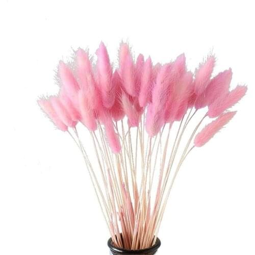 50 pcs pink color dried pampas flowers rabbit tail grass bouquets Lagurus Ovatus natural plants home wedding decor bunches