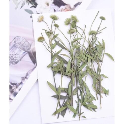 60pcs Pressed Dried Conyza canadensis Leaf Stem For Nail art Epoxy Resin Pendant Necklace Jewelry Making Craft DIY Accessories