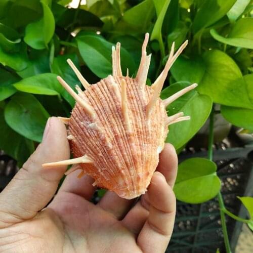 Decoration natural shell window red daisy specimen spiro spiro sea shell decorationcowrie shell