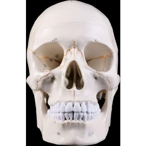 Life Size Human Skull Model Anatomical Anatomy Teaching Skeleton Head Studying Teaching Supplies K92F