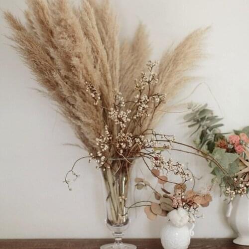 Short-stemmed Pampas White 7 Head Cotton Cheap Home Decoration Dried Flower Rabbits Tail Grass