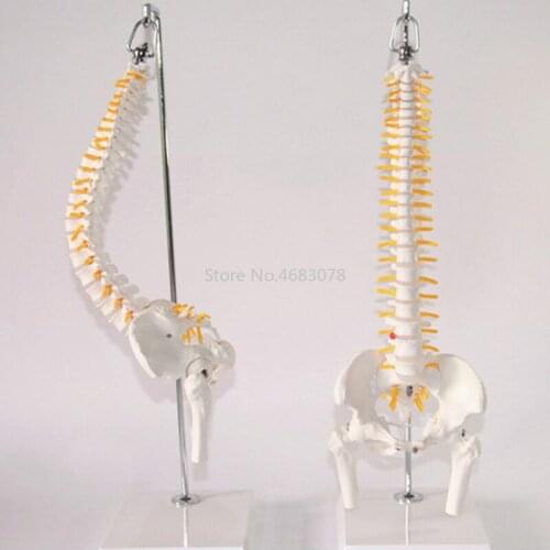 45cm 1:1 Adult Flexible Lumbar Bend Spine Model Humans Skeleton Model with Spinal Disc Pelvis Model Used for Massage ,yoga Etc