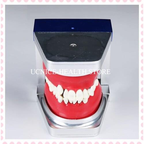 Dental Orthodontic Practice Study teeth model Orthdontic learning Typodont teeth model M8017