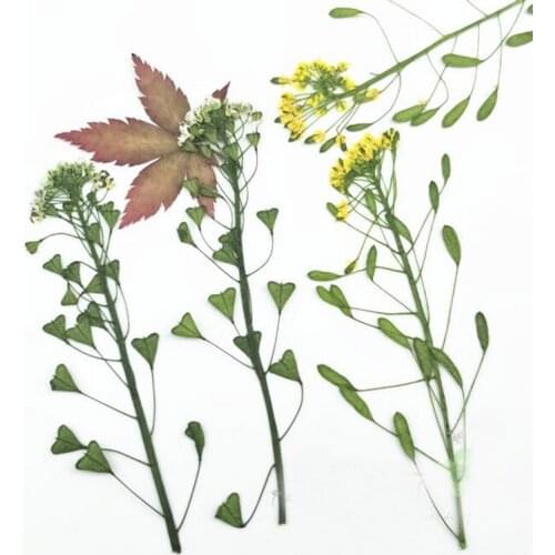 12pcs Pressed Dried Capsella Bursa-pastoris Flower Plant Herbarium For Jewelry Bookmark Postcard Phone Case Making Accessories