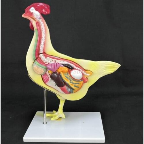Hen anatomical model simulation chicken half face transect solution planing internal organs demonstration teaching aids
