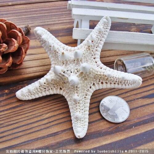 10pcs/lot Shell coral Medium mandoo 4-7cm yangtz decoration natural starfish beige white sea star wedding party