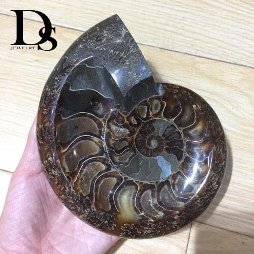Big Size! The Ammonite Fossils Tobacco Jar Minerals Specimen Morocco Ocean Animal Snail Conch Ashtray For Smokers