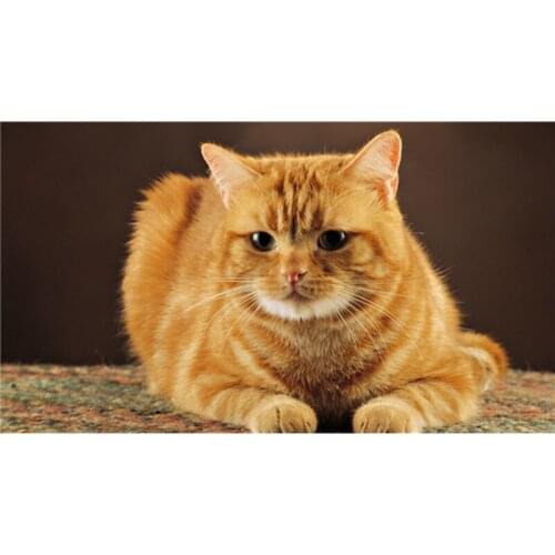 2016 New whithe and yellow cat Diy diamond painting full diamond embroidery home decoration square drill animal series M7916R