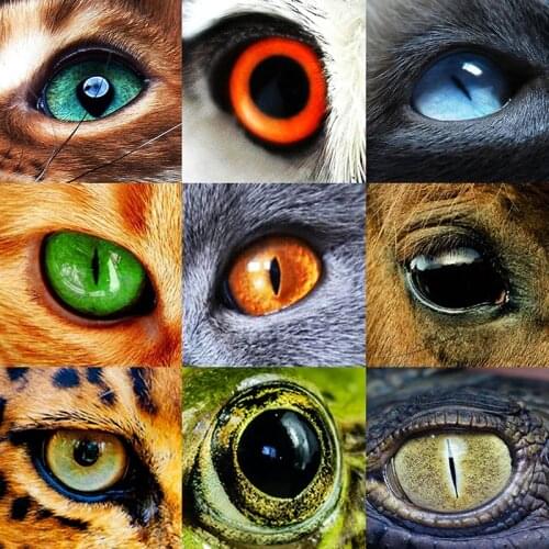 Animal Eyes Dragon Snake Owl Cat Tiger Eyes Glass Cabochon 25MM Handmade Jewelry Supply for DIY Necklace Bracelet eye