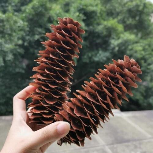 10-20cm/1pcs,Natural Dried Pine tower,Real Pinecone plant decorative Materials for DIY home Christmas party gift box Xmas Wreath