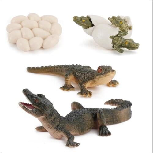 Simualtion Lifelike Nature Animal Life Cycle Alligator Growth Model Kids Child Pre-school Education Cognitive Biology Toys
