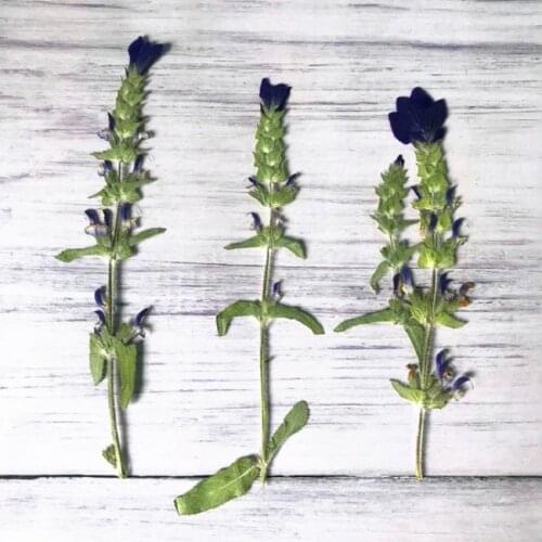 120pcs Pressed Dried Flower Salvia japonica For Epoxy Resin Jewelry Making Makeup Face Bookmark Nail Art Craft DIY