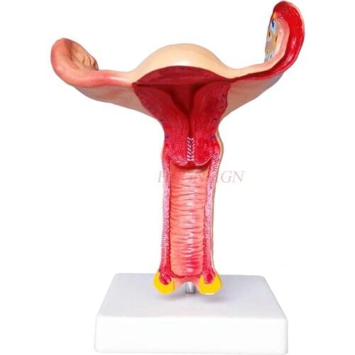 Uterine model female uterine ovary anatomy magnification gynecology and obstetrics teaching mold medical teaching aids