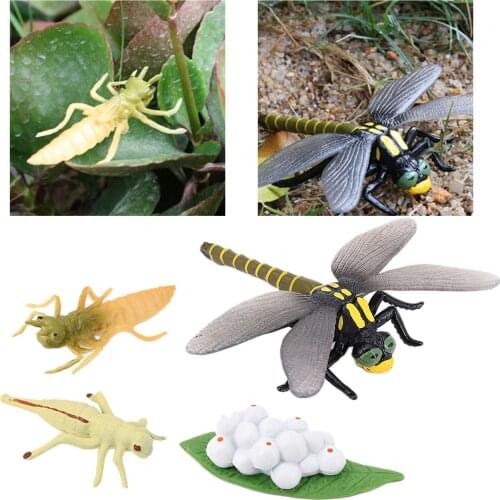 4Pcs Dragonfly Growth Figure Insect Life Cycle Model Education Cognitive Toy