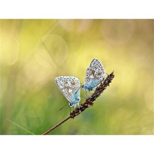 Butterfly Flowers DIY Square Diamond Mosaic Diamond Painting Cross Stitch crystal Diamond Embroidery Patterns Rhinestones A5888R