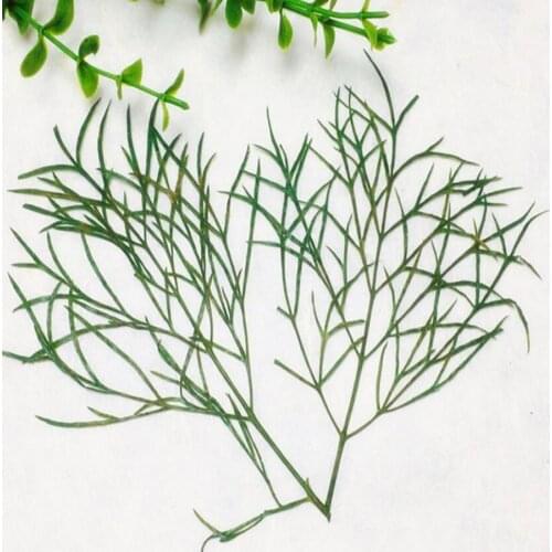 60pcs Dried Pressed Cosmos Bipinnata Cav Leaf Plant Herbarium For Jewelry Bookmark Phone Case Postcard Invitation Card DIY
