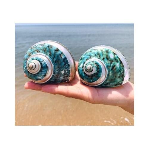 SeaShell Crafts Natural Pearl Spiral Conch Shell Coral Collection Mediterranean Aquarium Jewelry Conch Home Decoration