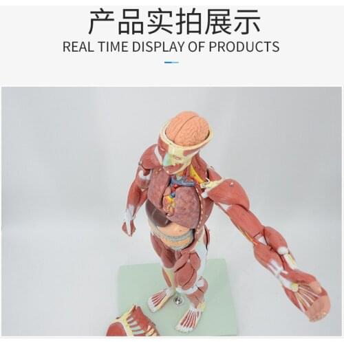 Human muscle anatomy model，Anatomy of human muscle and viscera，Decomposition model of human muscle and viscera