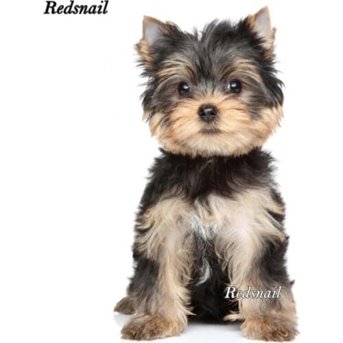 Yorkshire Terrier Diamond Painting cute dog 5D Cross-Stitch Kits Diamond Mosaic paintings Rhinestone Embroidery wall art EE353