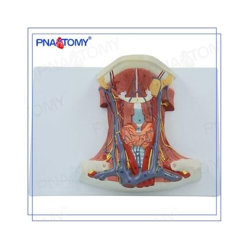Neck model Cervical anterior muscle Muscle nerve anatomy Medical teaching model 33.5*23.5*12cm free shipping
