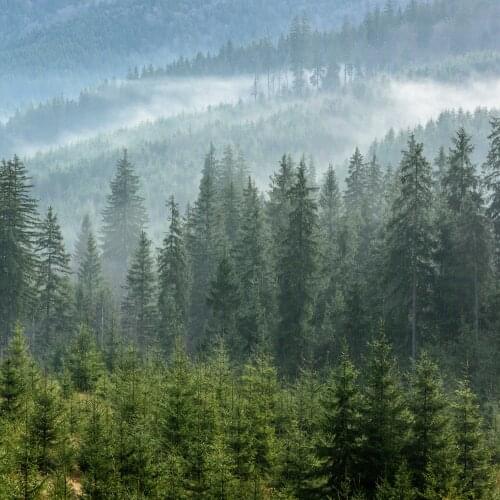 Dekor Vinil Wallpaper Wall